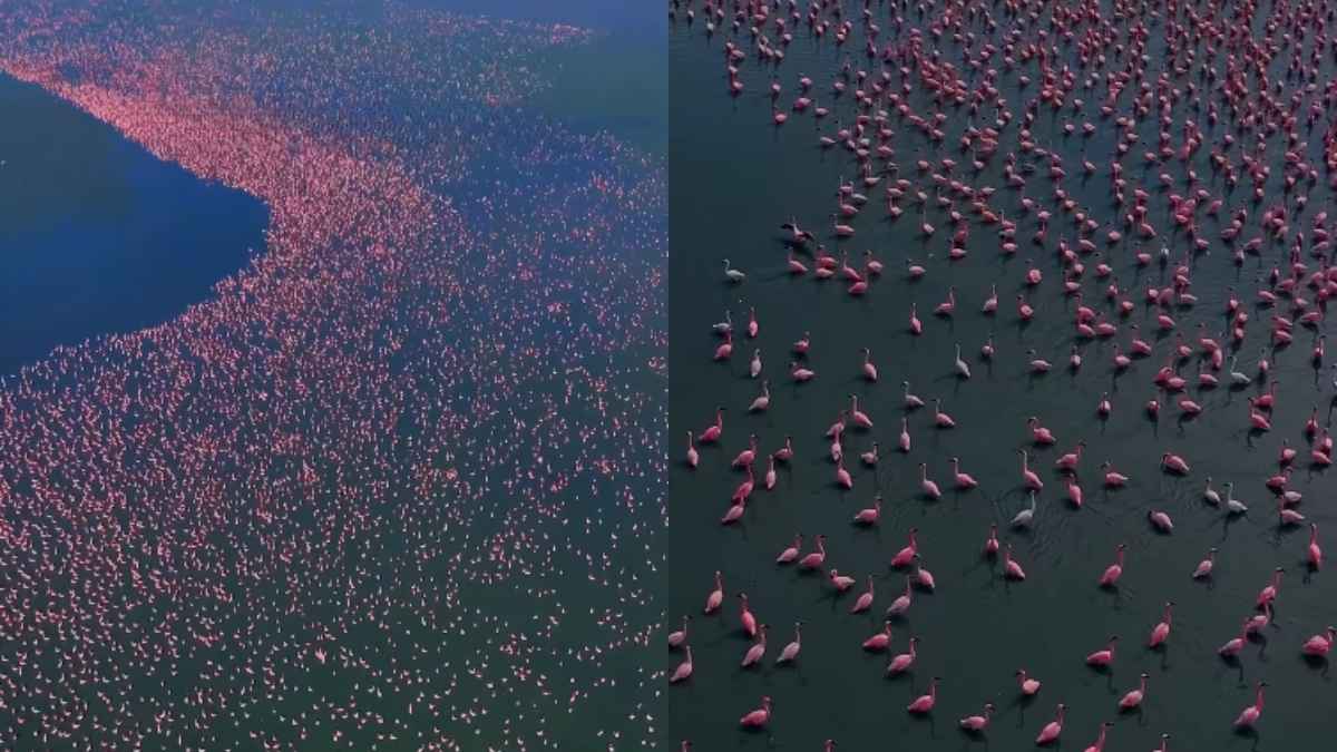 Rajasthan’s Sambhar Lake Turns Pink With Arrival Of 2 Lakh Flamingos; How & When To Visit