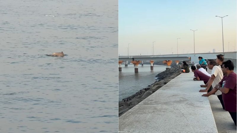 Mumbaikars Spot Dolphins At Worli Sea Face; Netizens Say, “Result Of Keeping Water Clean”