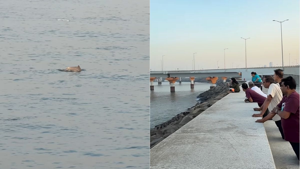 Mumbaikars Spot Dolphins At Worli Sea Face; Netizens Say, “Result Of Keeping Water Clean”