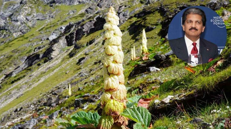Anand Mahindra Is Fascinated By Rare ‘Sikkim Sundari’, A Waist-High Plant, Growing At 4,800M