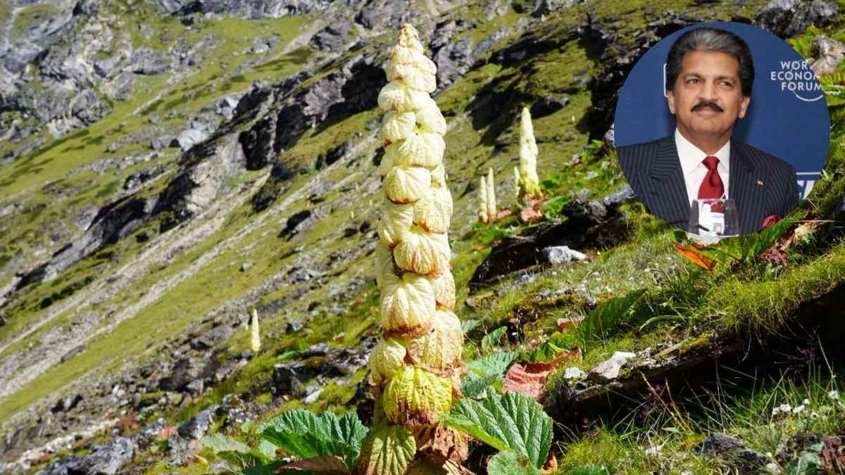 Anand Mahindra Is Fascinated By Rare ‘Sikkim Sundari’, A Waist-High Plant, Growing At 4,800M