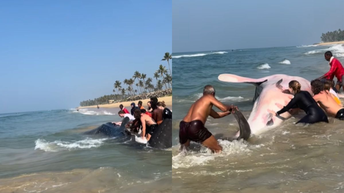After 3 Hr-Effort, Bleeding Hands, Tourists & Locals Rescue Whale Shark At Varkala Beach