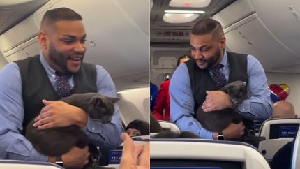 Cat Breaks Free On Southwest Flight On Thanksgiving & Passengers Loved The Adorable Mishap