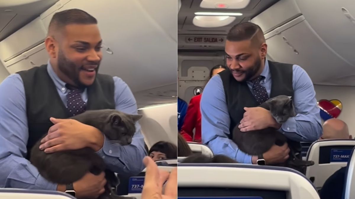 Cat Breaks Free On Southwest Flight On Thanksgiving & Passengers Loved The Adorable Mishap