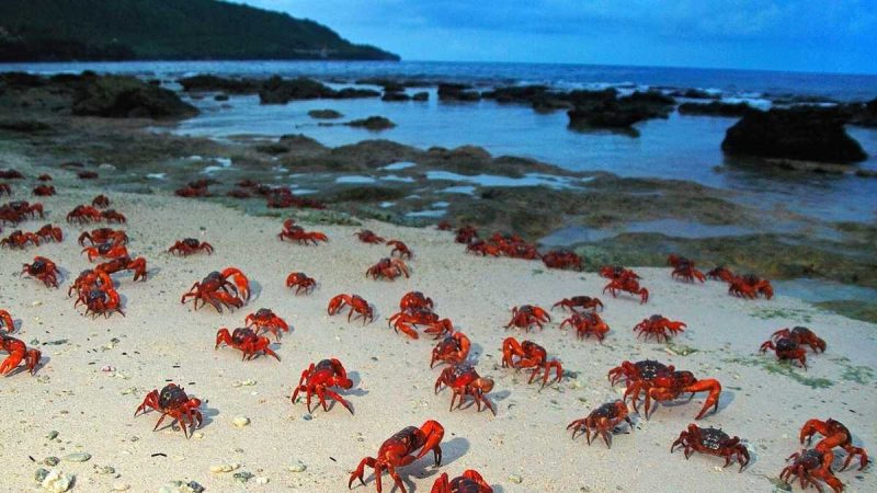 Did You Know There’s An Island Called ‘Christmas Day’, Home To Millions Of Red Crabs?