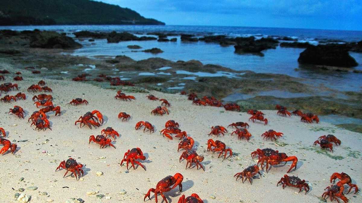 Did You Know There’s An Island Called ‘Christmas Day’, Home To Millions Of Red Crabs?