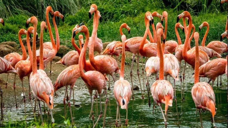 Flamingo Season Is Currently Underway In Kuwait; Here’s All About It & Where To Spot Them