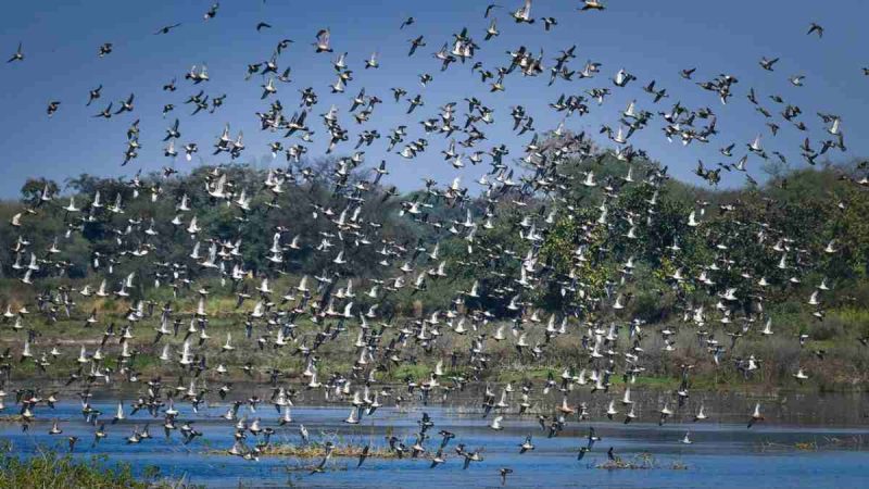 Moment Of Pride For Chhattisgarh! State Gets Its 1st Ramsar Site At THIS Reservoir With 161 Species