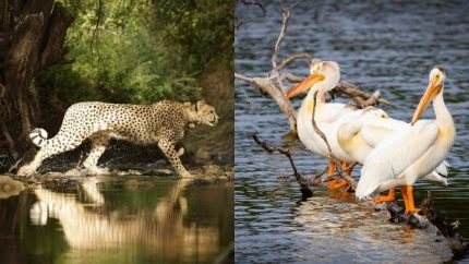 6 Special Wildlife Experiences In India You Can Plan This December