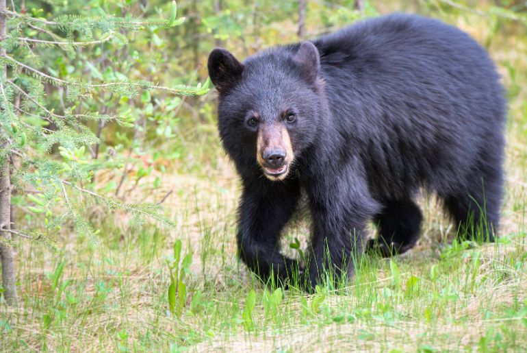 Animals in Khangchendzonga National Park