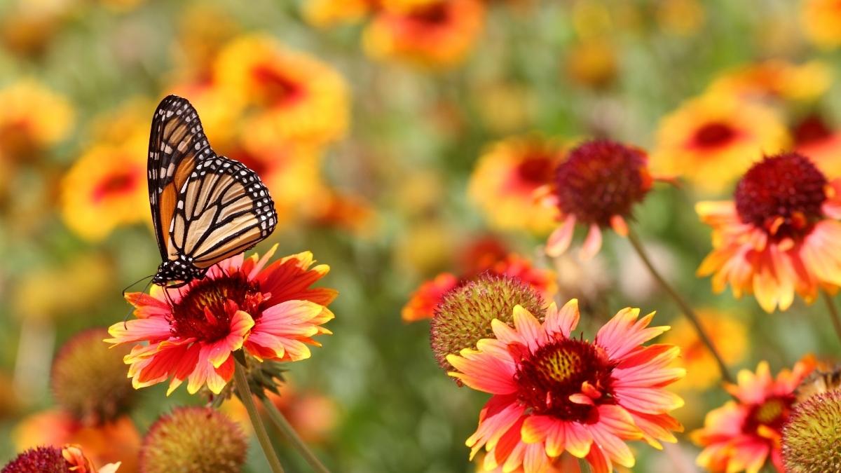 Abu Dhabi Welcomes Butterfly Garden, A New Indoor Wildlife Escape With 10,000+ Butterflies