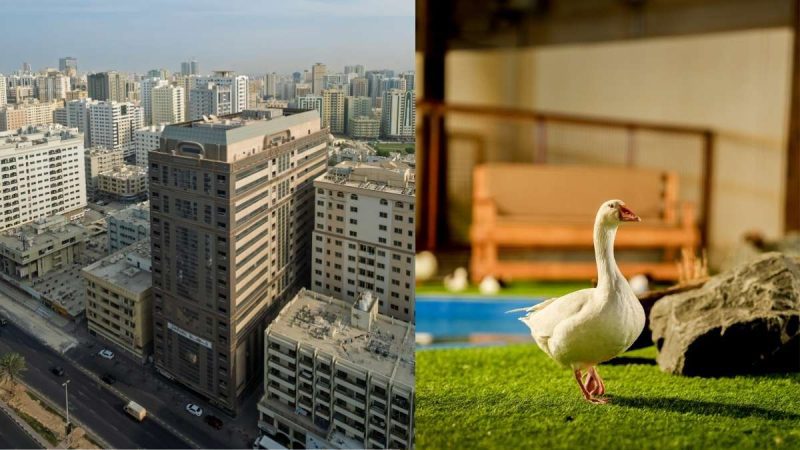 From Power Outage In Sharjah To Rare Species Reserve In Abu Dhabi, 5 GCC Updates