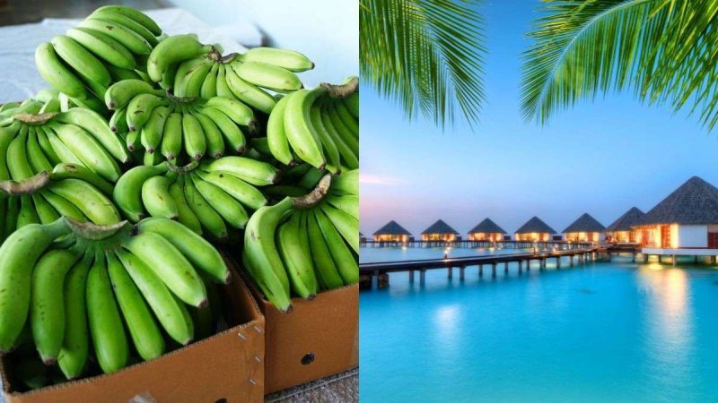 Why Is Karnataka Exporting GI-Tagged Food Like Bananas & Betel Leaves To Maldives?