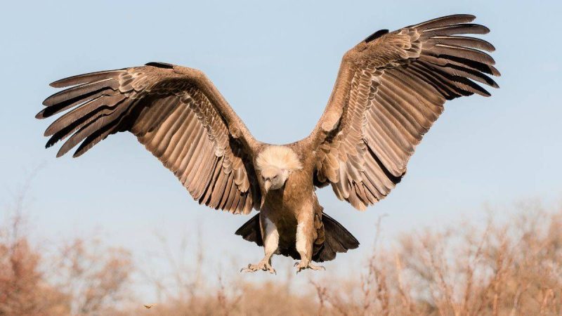 Why Are 15 Indian Vultures Released In Maharashtra’s Melghat Tiger Reserve?