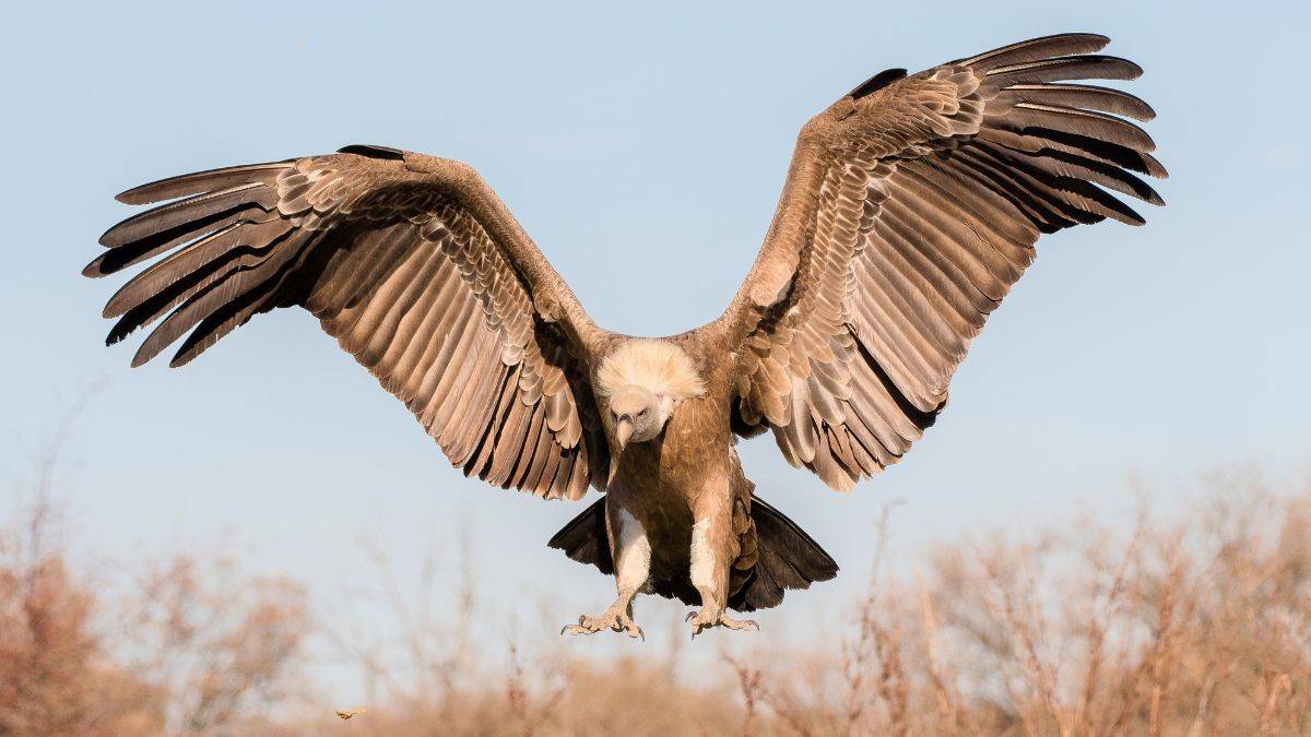 Why Are 15 Indian Vultures Released In Maharashtra’s Melghat Tiger Reserve?