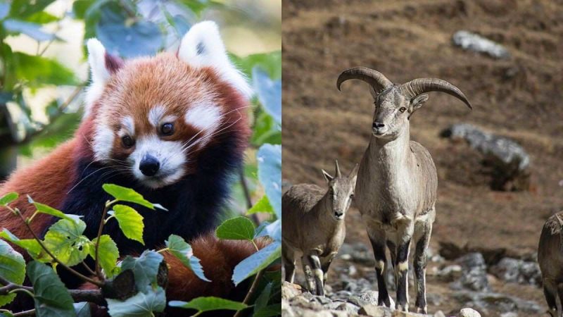 Red Panda To Blue Sheep: 6 Rare Animals Call Sikkim’s Khangchendzonga National Park Their Home