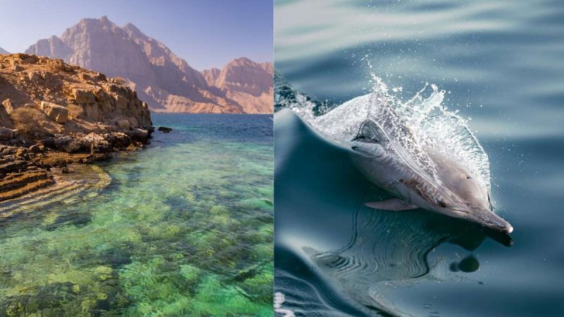Oman Has A Hidden Destination, Khasab With Dolphins & Calm Nature Just 2.5 Hours From Dubai