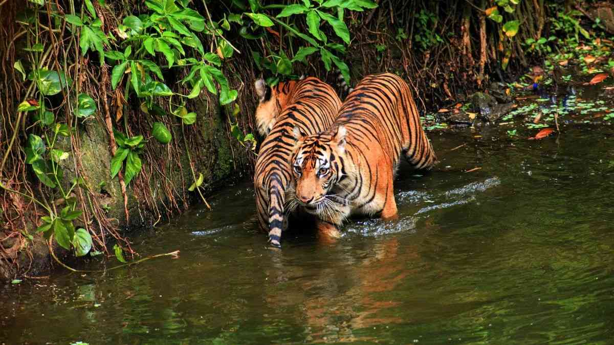 Buffer Zones Of 9 Tiger Reserves In MP To Be Developed With Wildlife Health Care & Fencing