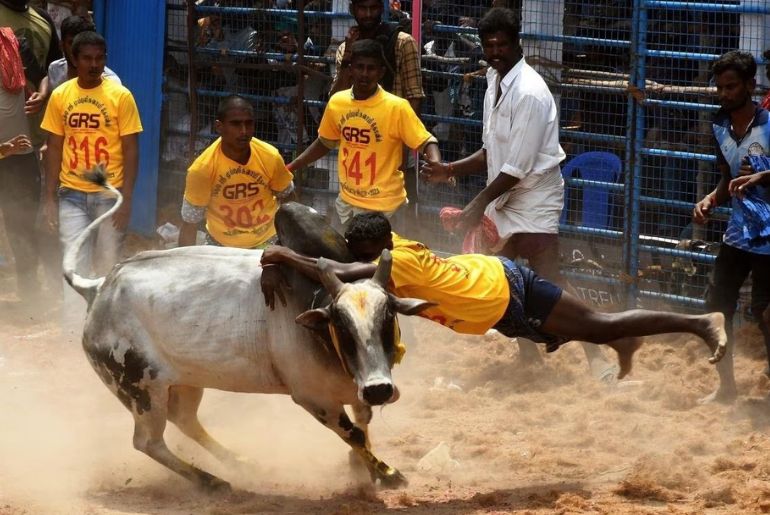  Pongal in Tamil Nadu