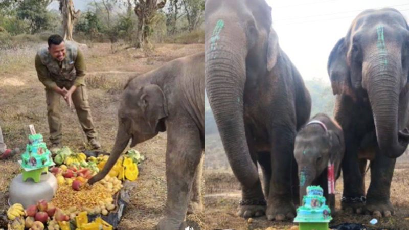 Assam Man Throws 1st Birthday Party For Kaziranga’s Elephant Momo; Video Melts Hearts
