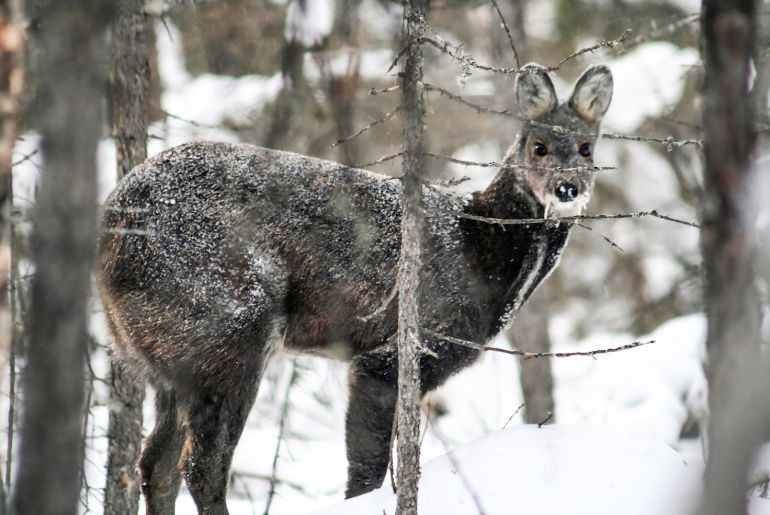 Animals in Khangchendzonga National Park