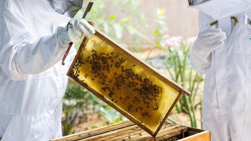 Learn Dubai’s First Novice Beekeeping Course At Terra, Expo City This January