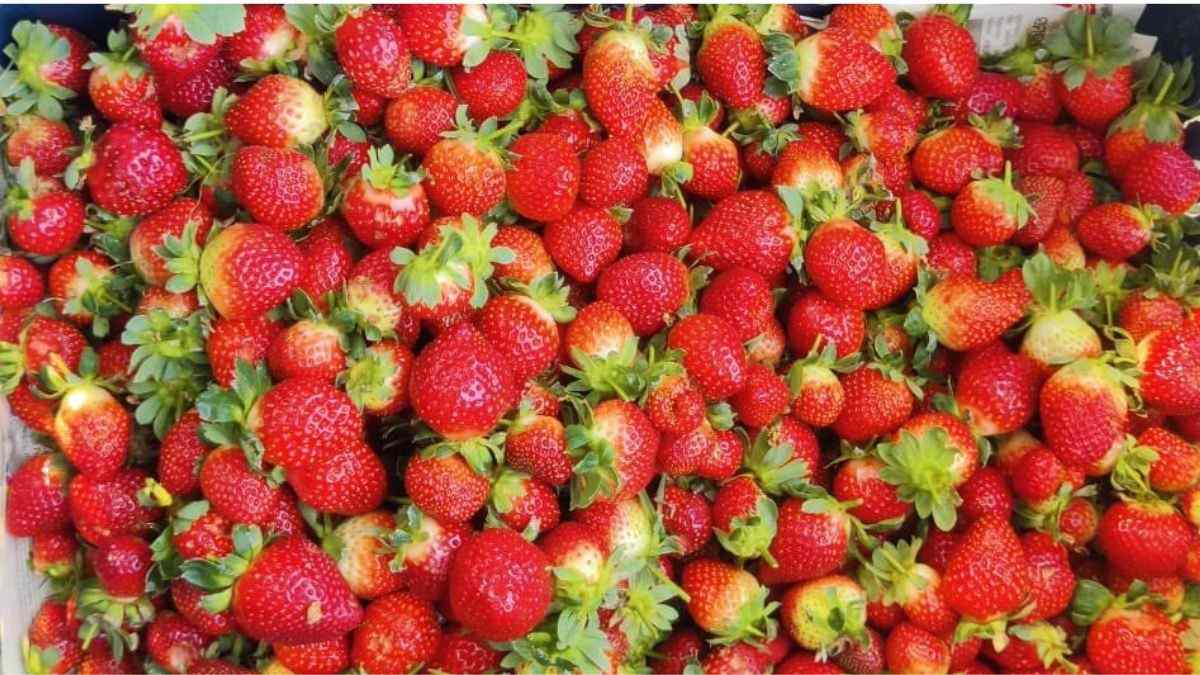 Odisha’s Strawberries Go Global; 51 Kg Fresh Strawberries Exported To London For The 1st Time