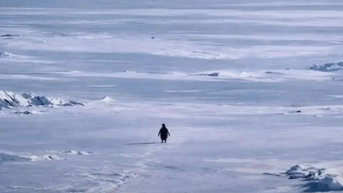 What Is ‘Death March’? Why Do Some Penguins Leave Their Families & Survival Behind?