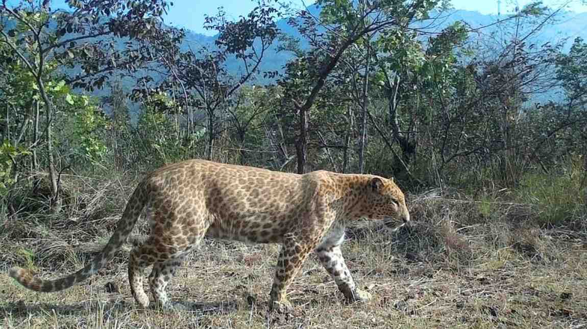 ‘Sandalwood Leopard’ Spotted In Karnataka; Here’s Why These Reddish-Pink Leopards Are Rare