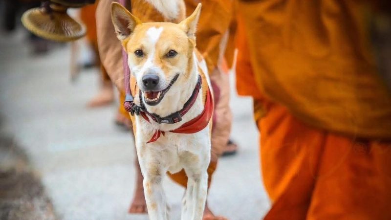 Born In Kolkata & Now Walking Along Monks, This Indian Street Dog Lives No Ordinary Life!