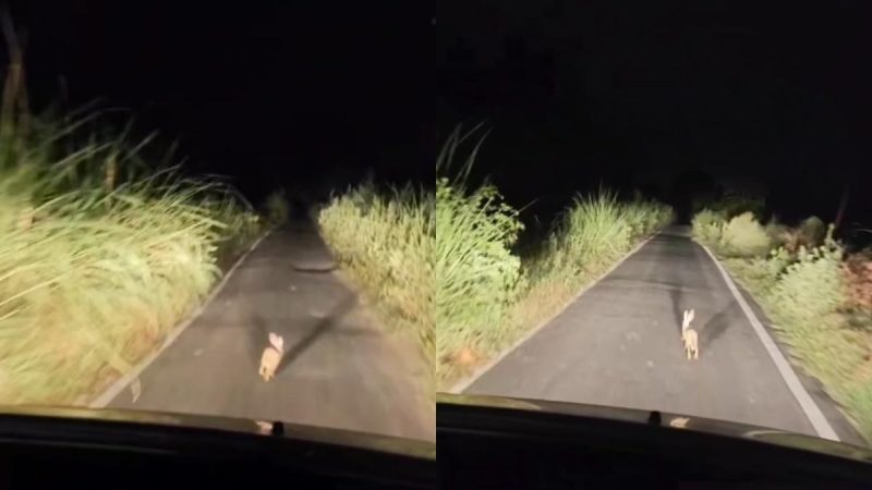 What Is Challava? Creator Warns Of Jumping Rabbit Omen On Bulandshahr To Noida Route