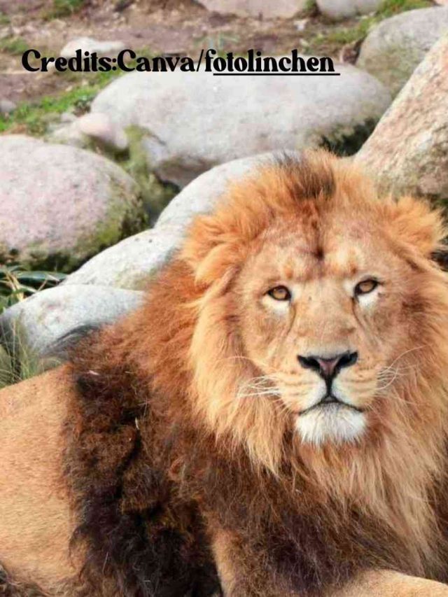 Gir-National-Park (1)