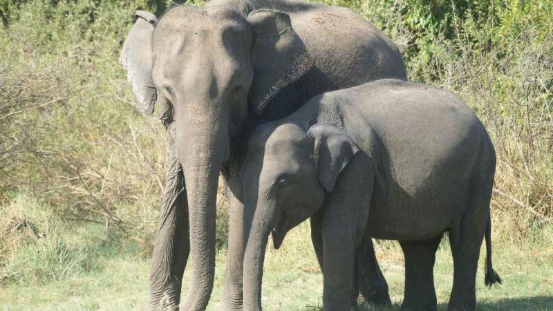 Kerala To Install AI Alert System At These Forests To Prevent Human-Elephant Conflicts