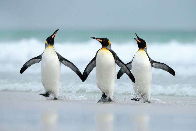 Best places to see penguins