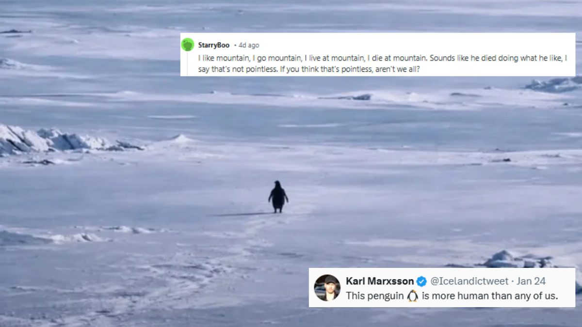 Viral ‘Nihilist Penguin’ Video Has Internet Debating On Philosophies With Memes, Reactions & More