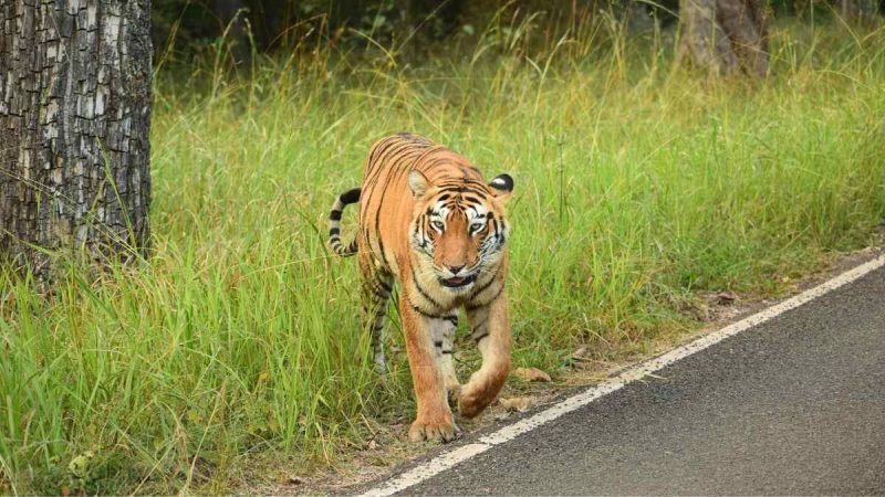 What New Rules Apply As Safaris Resume At Bandipur & Nagarahole Tiger Reserves?