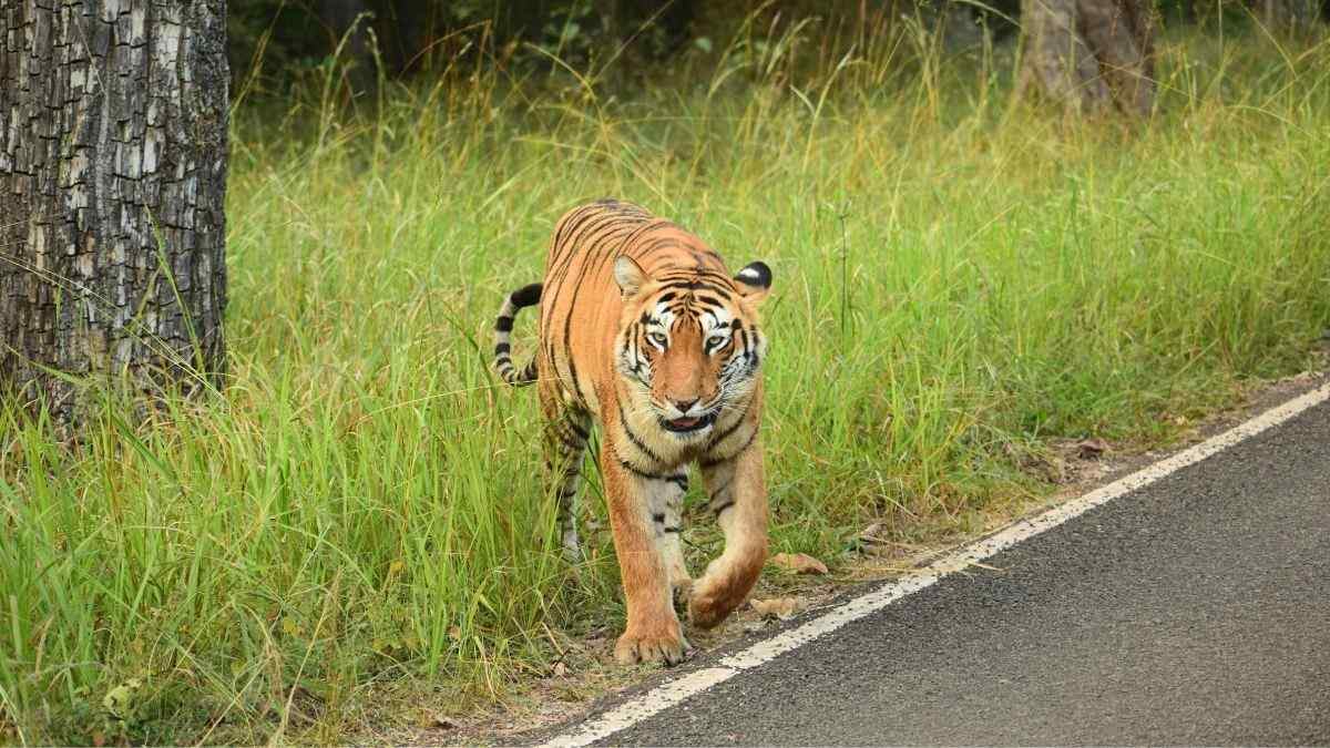 What New Rules Apply As Safaris Resume At Bandipur & Nagarahole Tiger Reserves?