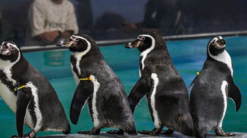 Mumbaikars, You Won’t Be Able To Spot Penguins At Byculla Zoo From June To August!