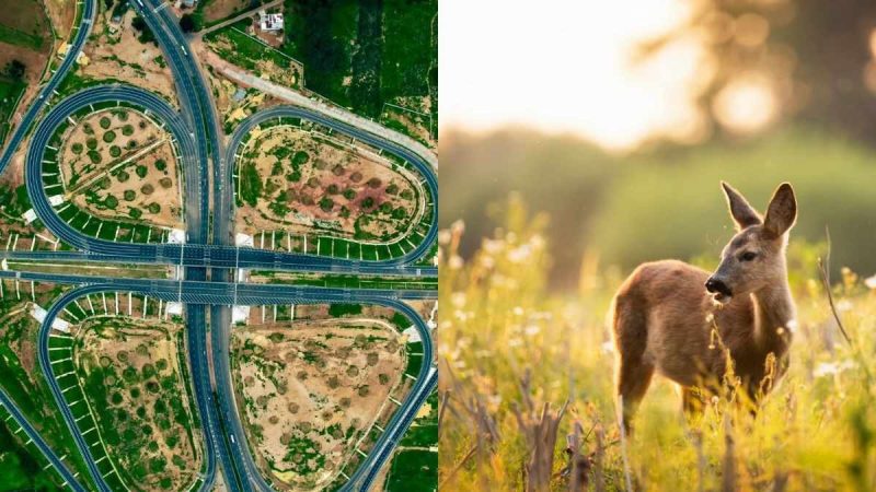 Chennai-Bengaluru Expressway To Get 90 M Wildlife Overpass To Enable Safe Animal Movement