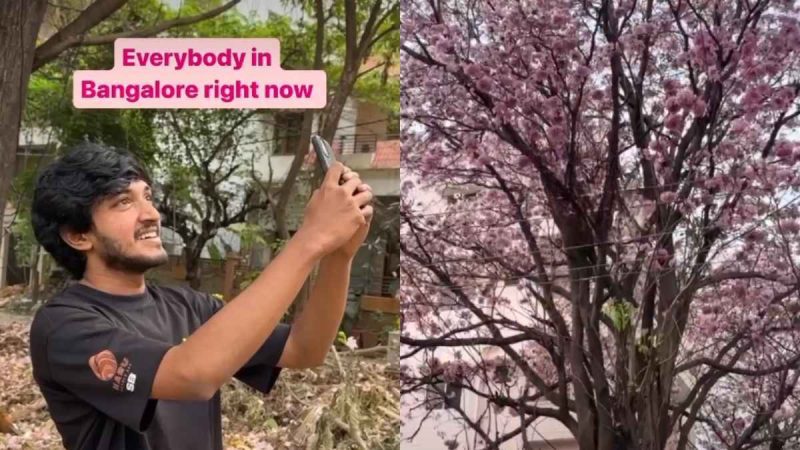 “So Pink, So Pretty,” Creator Calls Out Bengaluru’s Cherry Blossom Obsession; Netizens Guilty