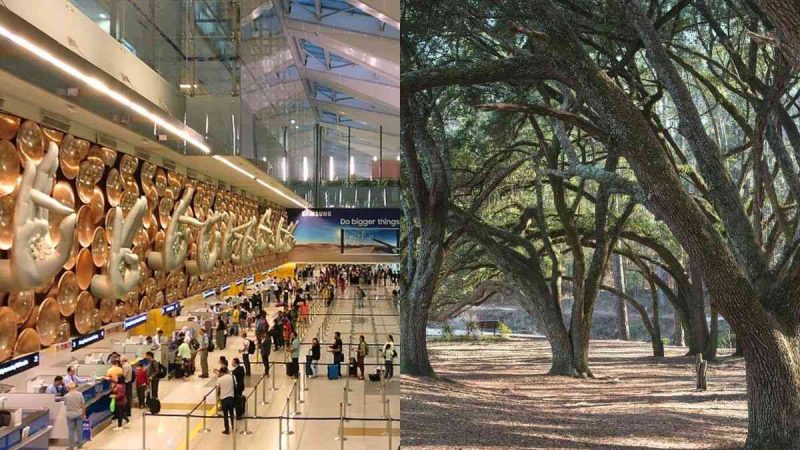 Delhi IGI Airport Expansion: 32 Trees To Be Transplanted, 320 Saplings To Be Grown & Maintained
