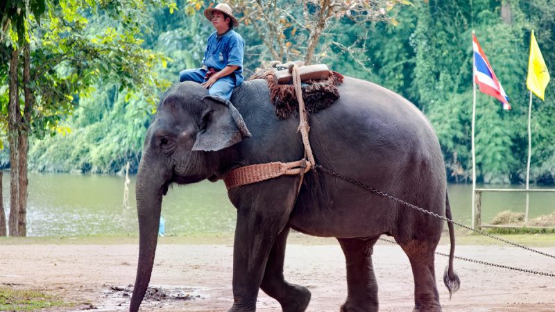 Indonesia Bans Elephant Rides Nationwide After Disturbing PETA Findings