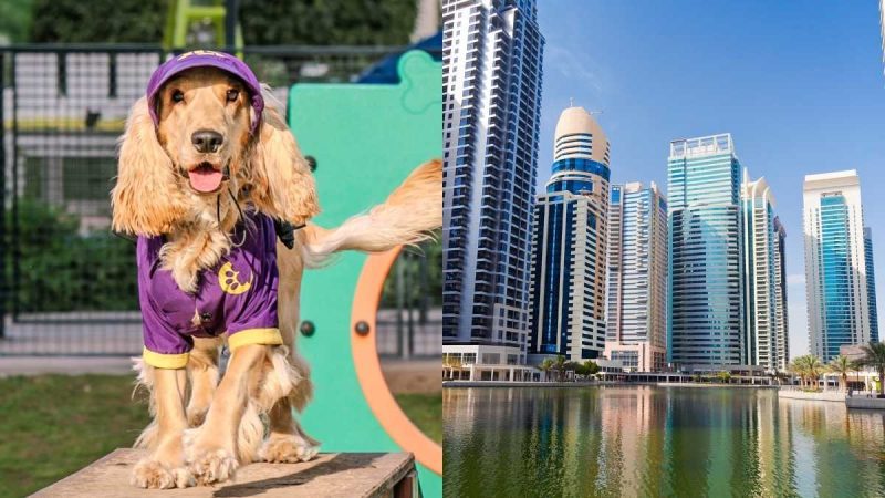 Dubai: JLT’s Aww-Dorable ‘Chief Dog Officer’ Just Got Announced & It Is…