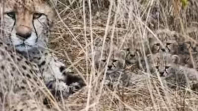 Kuno National Park’s Aasha Gives Birth To 5 Cubs; Cheetah Population In India Rises To 35