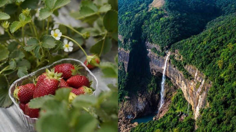 Meghalaya To Host Strawberry Festival In March With Strawberry Picking, Concerts & More; Deets Here!