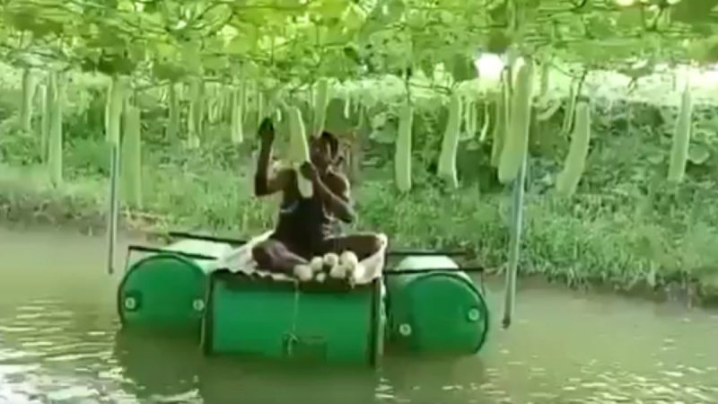 Odisha Farmer’s Smart Farming Idea Goes Viral: Climbing Vegetables Above, Fish Farming Below