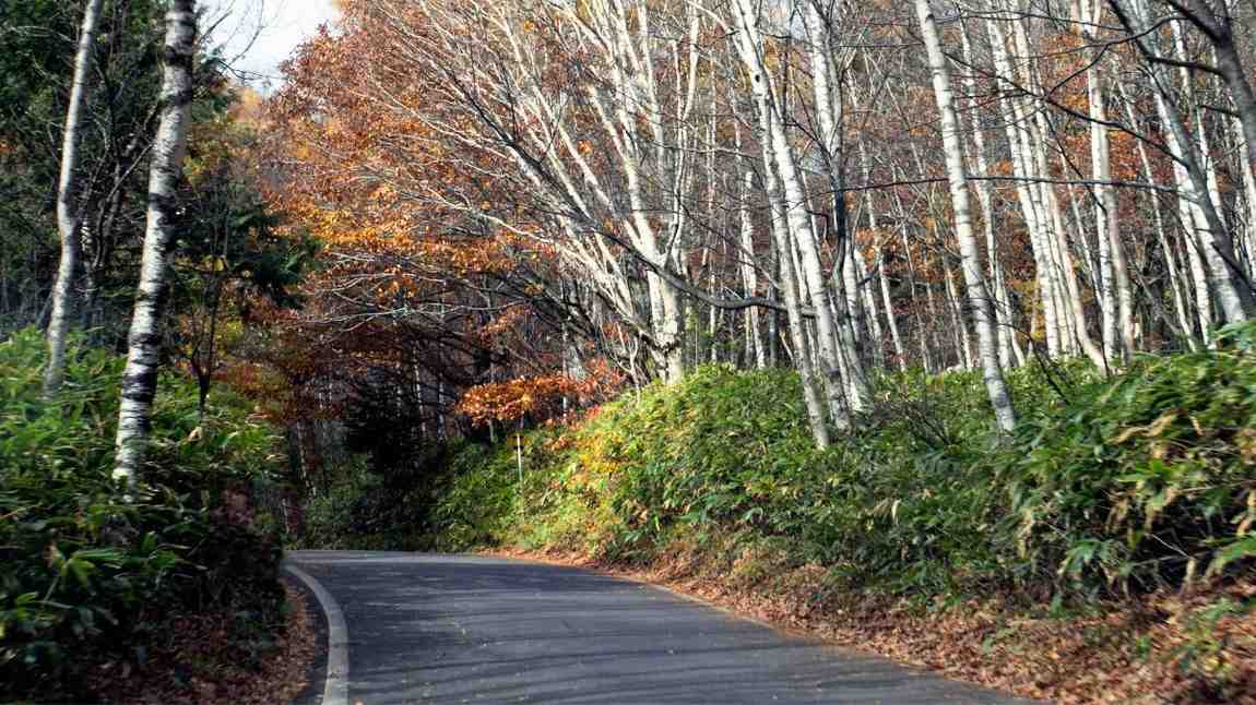 Supreme Court Approves 11.5-Km Road Through Rajaji National Park; No Commercial Vehicles Allowed