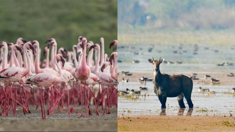 Patna Bird Sanctuary & Chhari-Dhand Get The Coveted Ramsar Tag; Here’s Why It Matters