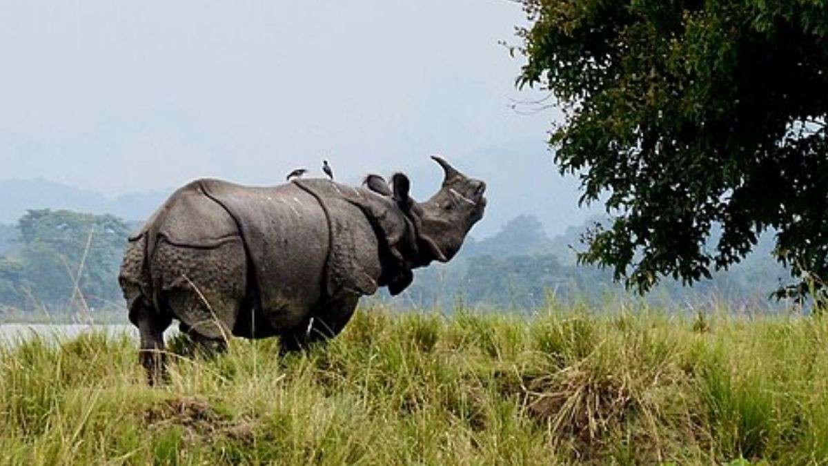 Not Just Assam, Did Rhinos Roam In South India? 3500-YO Bones Reveal Shocking History!