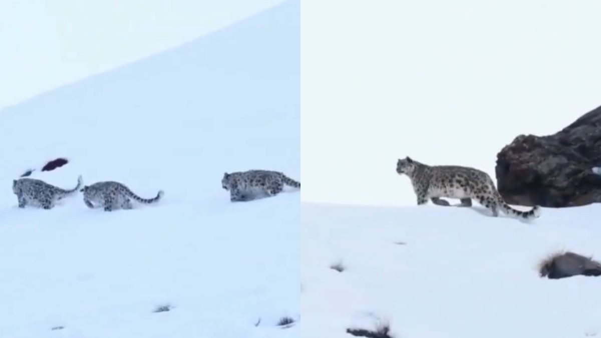 Viral Video: 3 Snow Leopards Spotted Walking Beside Each Other In The Himalayas